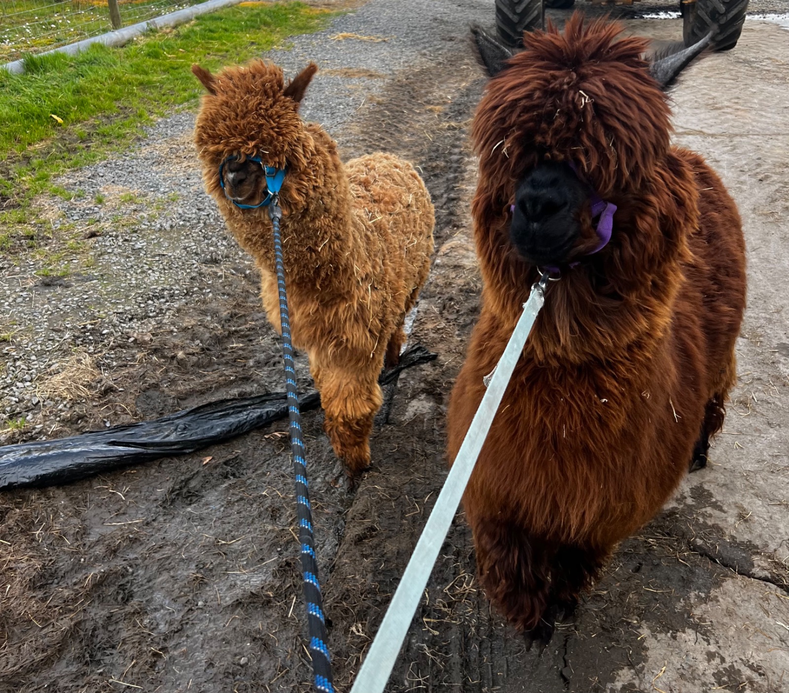 5 Alpacas, 2 females and 3 males