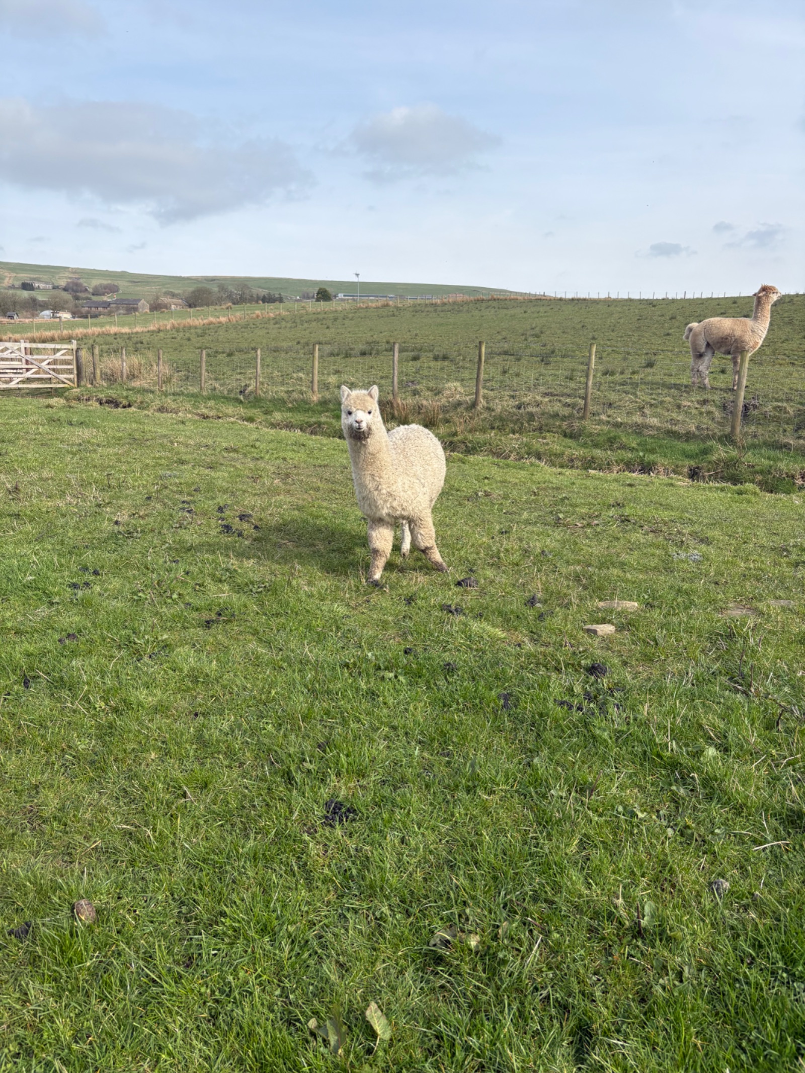Friendly white weanling
