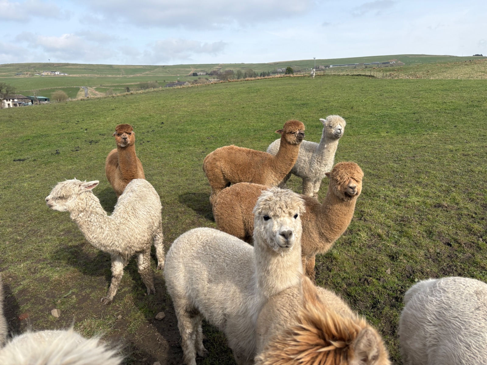 Group of boys for sale