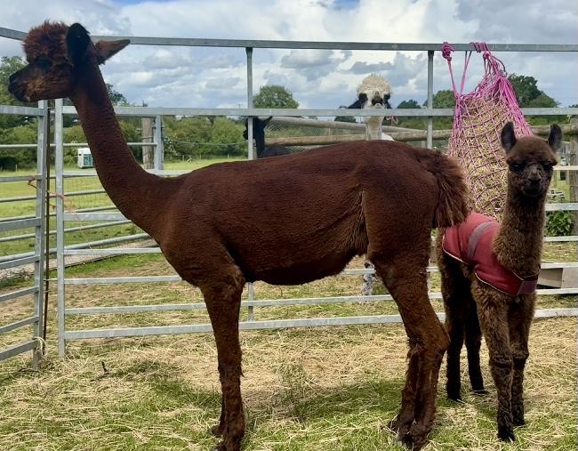 Package of 3 registered pregnant females with 3 cria at foot