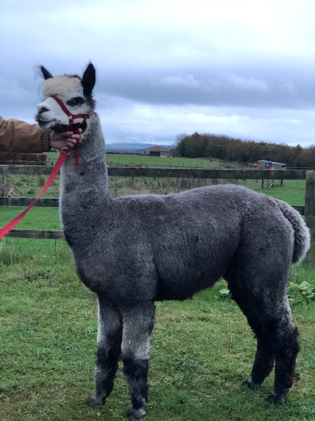 Amberly Many Clouds - Silver Grey. Proven herdshire