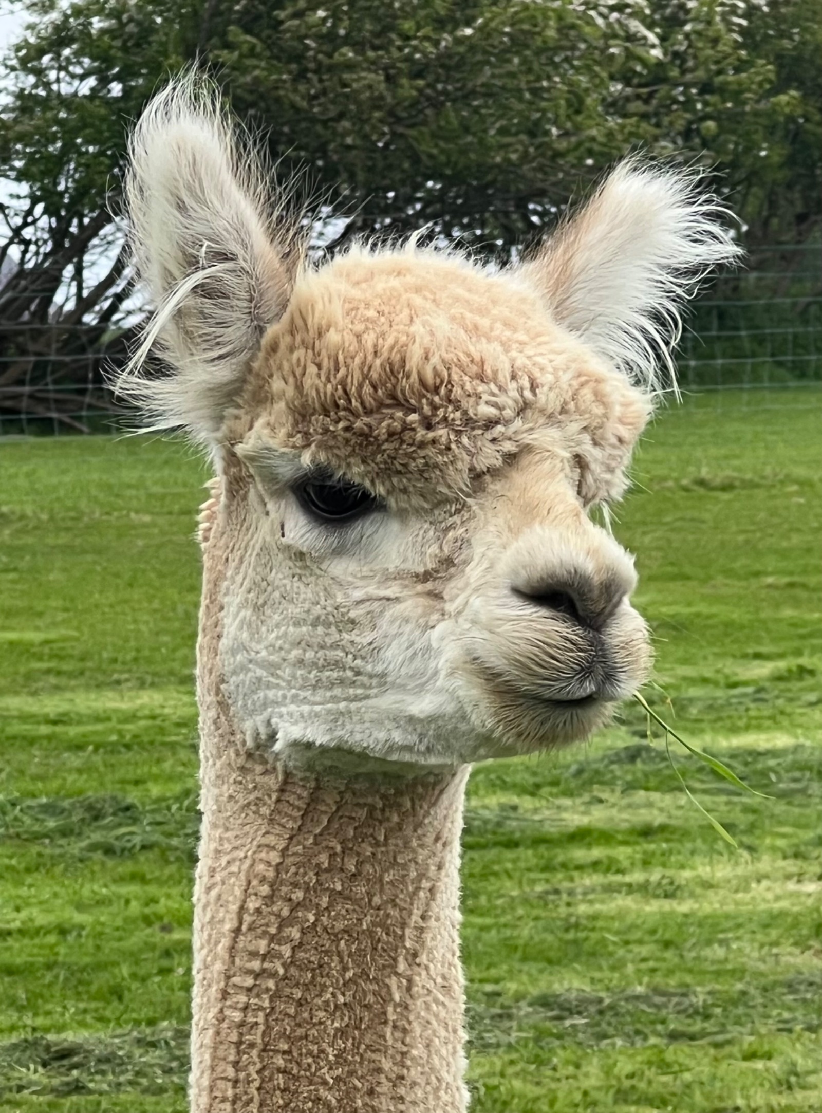 Amberly Look Sharp - proven herdsire