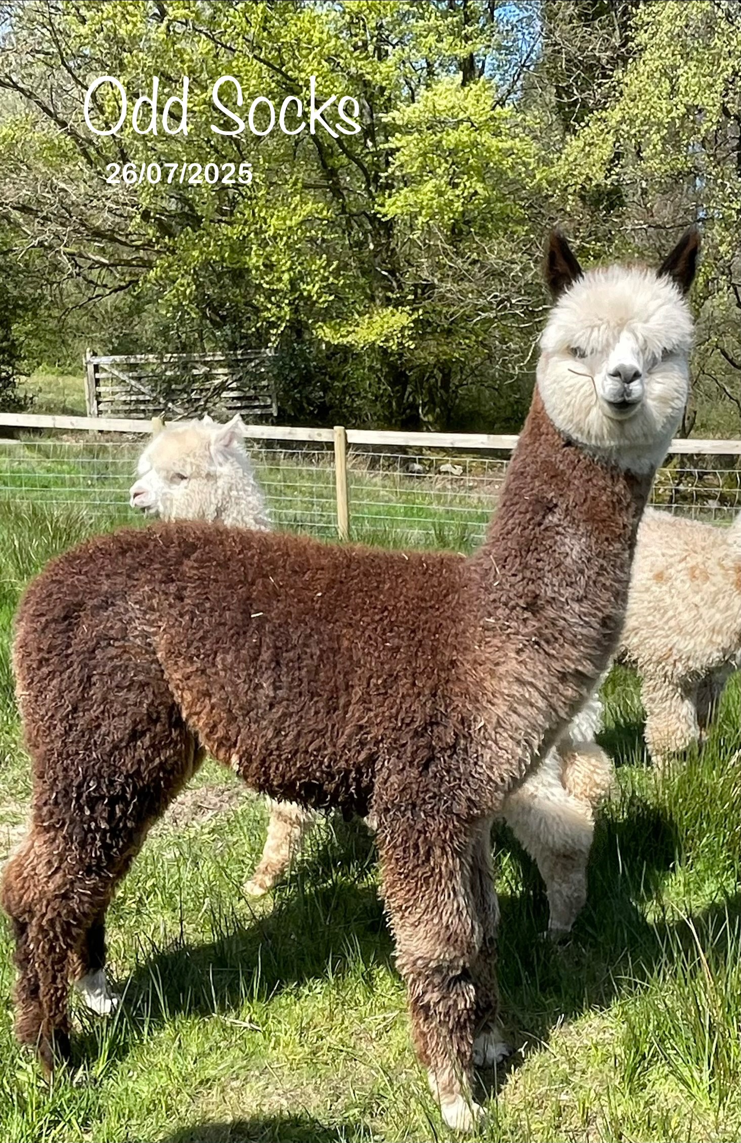 Group of Weanling Boys