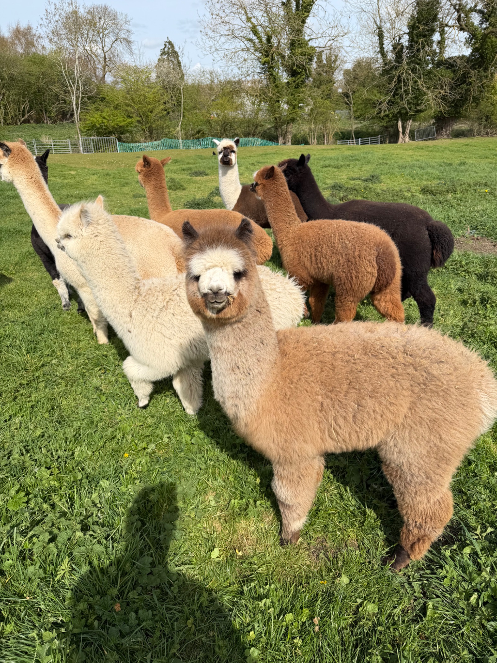 Various alpacas for sale
