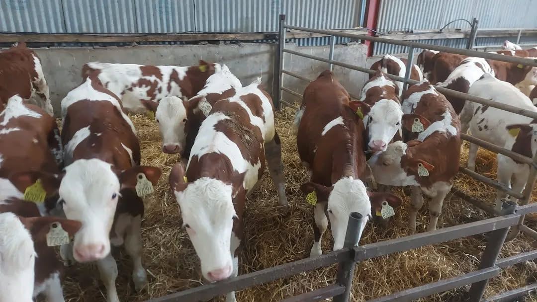 20 Hereford Calves