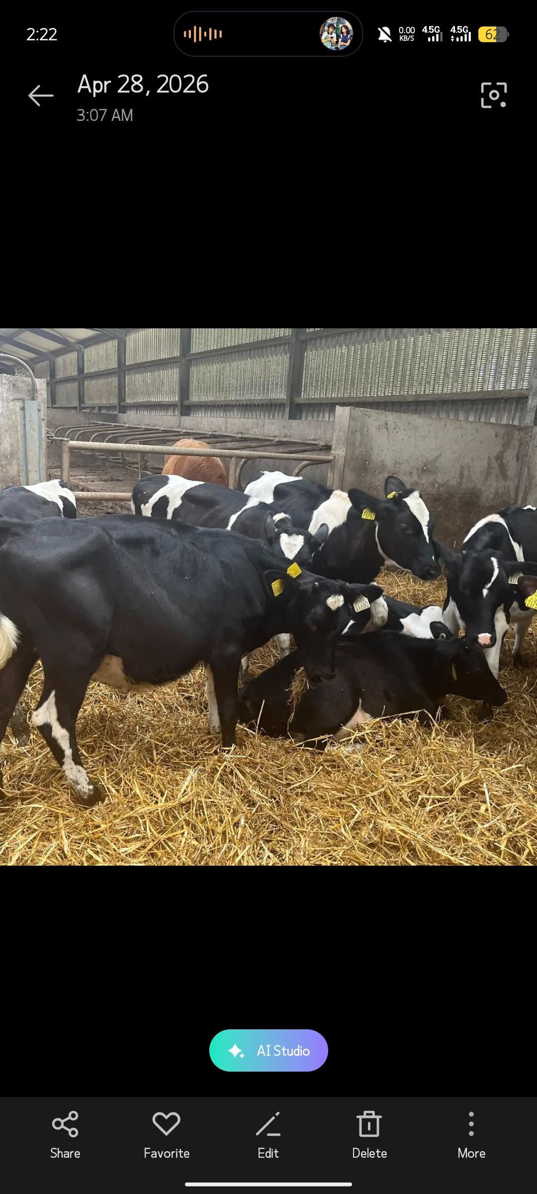15 Dairy/Breeding Calves