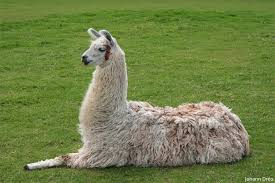Guard llama for sale