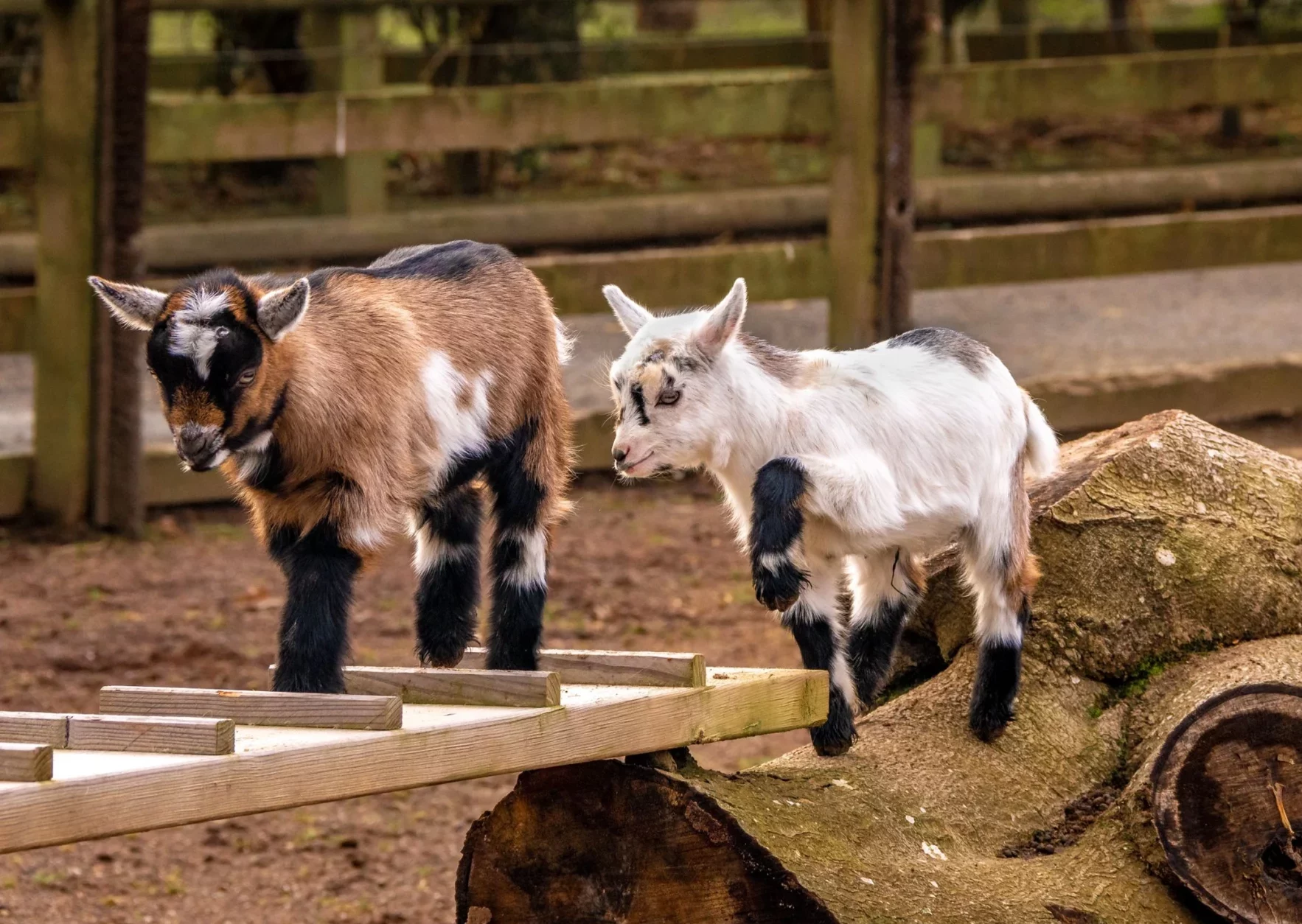Two wether pygmy goats