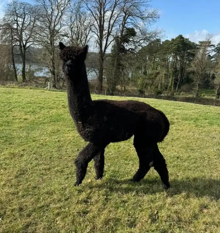 Ballymac Yandu