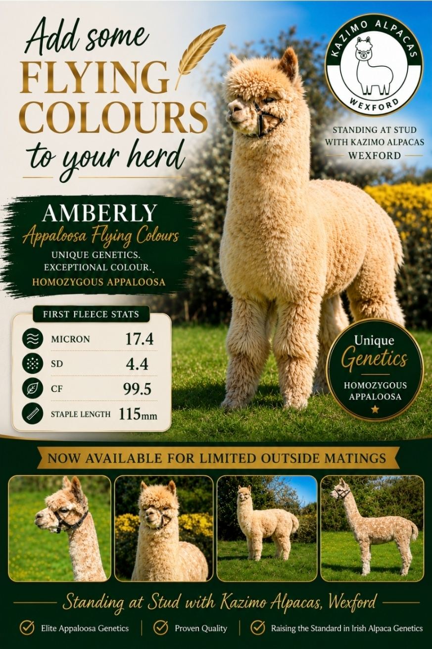 Amberly Appaloosa Flying Colours