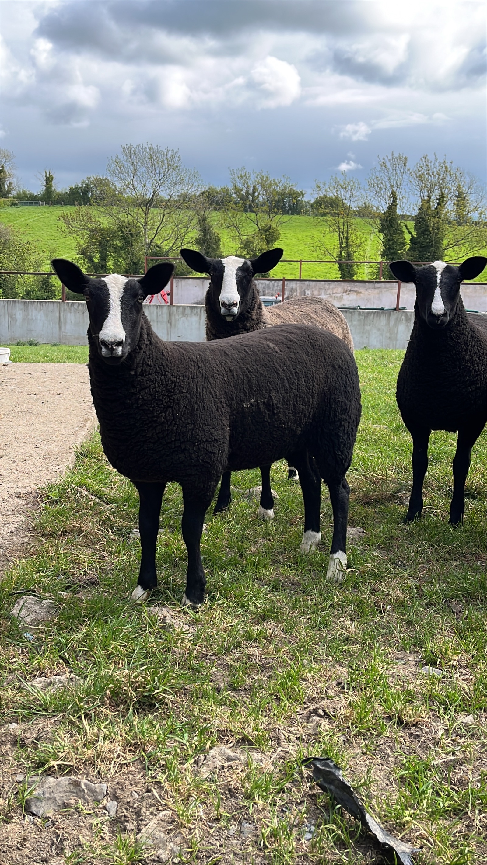 Pedigree registered Zwartbles