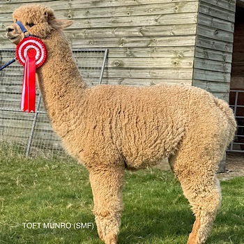 TOFT MUNRO, Solid Medium Fawn